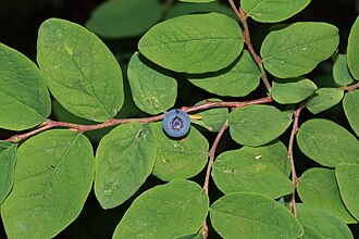 Vaccinium ovalifolium 9614