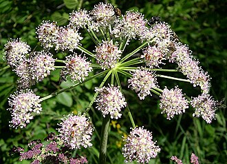 White Angelica (Angelica arguta) at Waterton Lakes National Park - Flickr - Jay Sturner