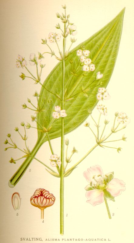 Alisma plantago-aquatica nf