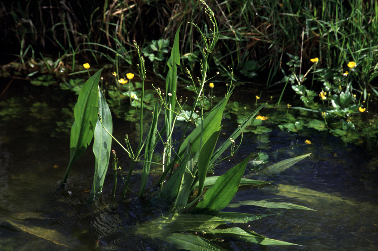 Alismalanceolatum