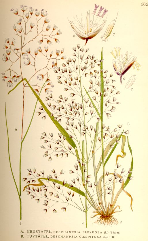 Drawings of Deschampsia flexuosa and Deschampsia cespitosa.