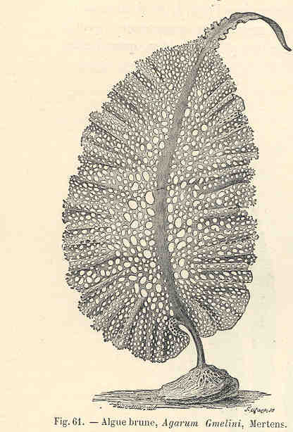 FMIB 34615 Algue brune, Agarum Gmelini, Mertens