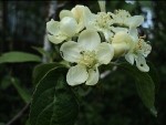 Malus fusca